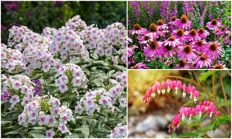 Perennial Plants That Bloom All Summer Long Image To U
