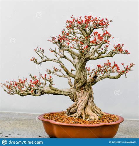 Japanese Bonsai Tree In Pot Stock Image Image Of Branch