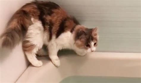 Watch Cat Falls Into Bath In Viral Video Posted To Imgur Uk