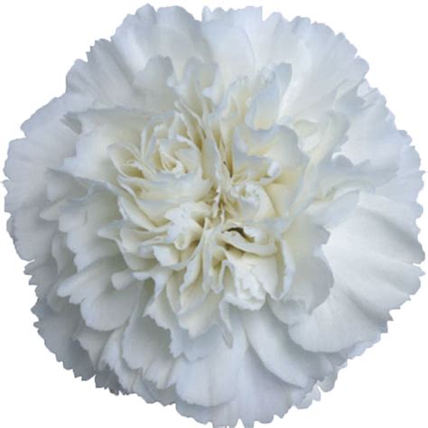 Carnation White Cut Mothers Day Flower Suppliers Wholesale Flowers