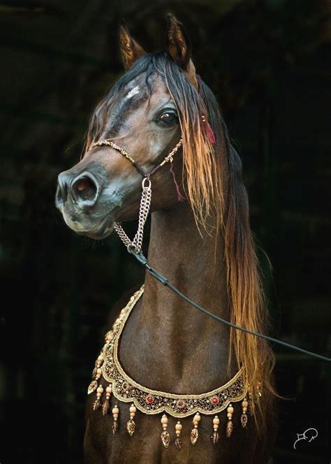 Pin By Lauri Lewandowski On Horses Horses Beautiful Arabian Horses
