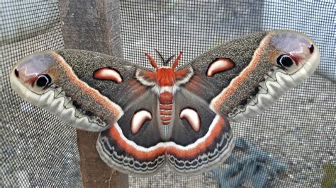 The Largest Moth In North America The Cecropia Moth Tree Pittsburgh