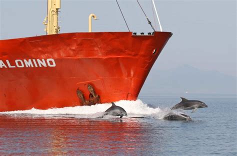 Overlapping Ship Traffic And Noise And Important Marine Mammal Areas