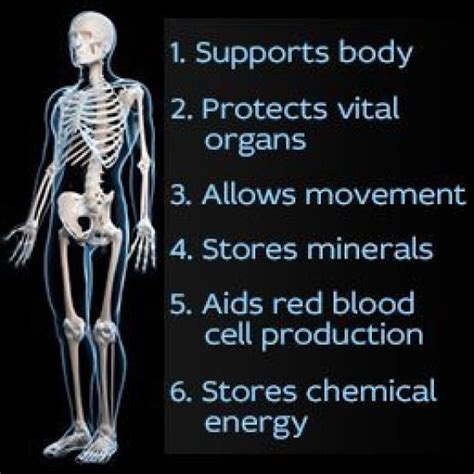 The 6 Functions Of The Skeletal System Humanbodysystem Human Body