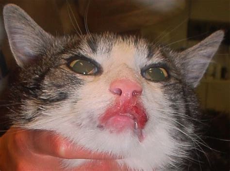 Hirshberg a, amariglio n, akrish s, yahalom r, rosenbaum h, okon e, et al. Scabs on Cats-Common Causes of Scabs | Cats, Veterinary ...