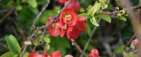 Dense tangles of stems have spiny thorns, best used as a hedge, back of the border or in mass. Chaenomeles, Flowering Quince Chaenomeles speciosa 'Texas ...