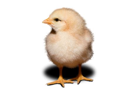 Fileday Old Chick White Background Wikimedia Commons