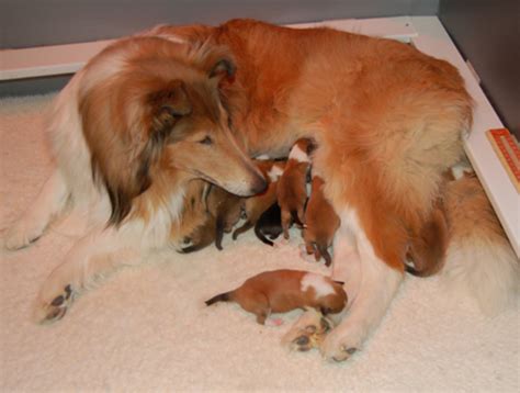 Newborn Puppies What You Need To Know Hubpages