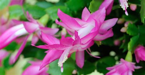 Types Of Christmas Cactus And All The Christmas Cactus Colors