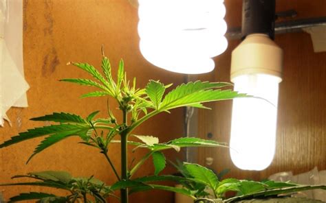 Check spelling or type a new query. KNOW? Anything About Cannabis Lighting | Green CulturED ...