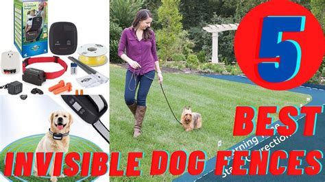5 Best Invisible Dog Fences Review On 2022 Youtube