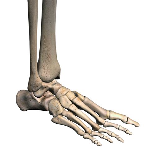 Bones Of The Foot Unlabeled
