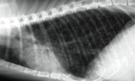 Feline Asthma And Bronchitis Clinicians Brief