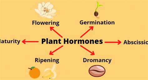 What Are Plant Hormones Class 10 Cbse Class Notes Online
