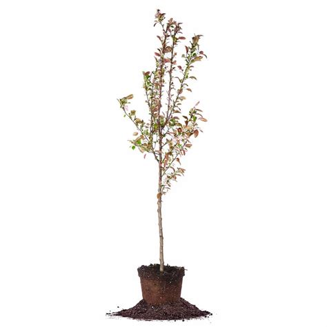 Exquisite Fashion Perfect Plants Robinson Crabapple Tree All Trees On