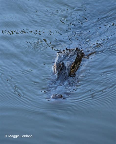 Alligators In Natural Habitat Flickr