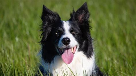 18 Interesting Facts About Border Collies You Probably Didnt Know