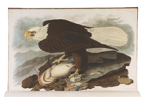 John James Audubon The Birds Of America From Original Drawings By