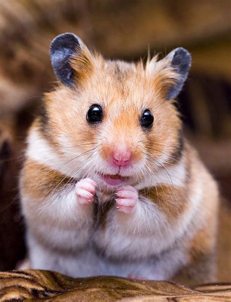 12 Hamster Pictures That Prove How Cute They Actually Are Cute