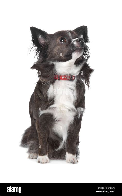 Long Haired Chihuahua Stock Photo Alamy