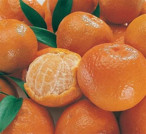 Cold Hardy Sweet Mandarin Orange Tree Citrus Reticulata 25 Fresh