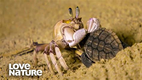 Baby Sea Turtle Battles Ghost Crab Youtube