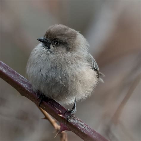 Smallest Songbird In North America Focal World