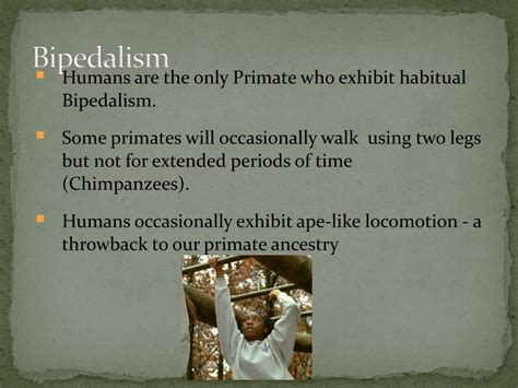 Ppt Bipedalism Powerpoint Presentation Free Download Id2133678
