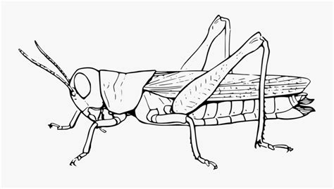 Cricket Insect Clipart Black And White 654 Cricket Insect Clipart