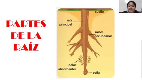 Estructura De La Planta La Ra Z Partes Y Funciones Cta Primaria