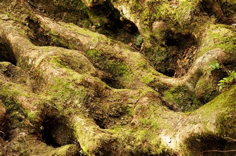 Ancient Antarctic Beech Trees Springbrook National Park Queensland