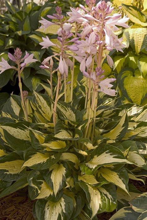 Hosta Revolution Plantain Lily From Scotts Garden Centre