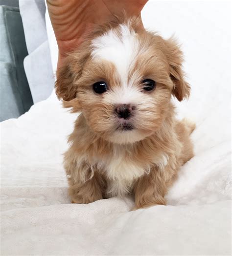 These playful morkie/yorktese puppies are a designer mixed dog breed. Adorable Morkie Puppy for sale! | iHeartTeacups
