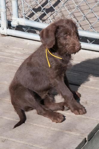 Dog breeders and puppies for sale in michigan. Adorable F1 Chocolate Labradoodles Puppies For Sale - for ...