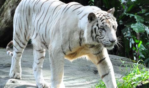 The Truth About White Tigers And Why Their Breeding Needs To Stop One Green Planet