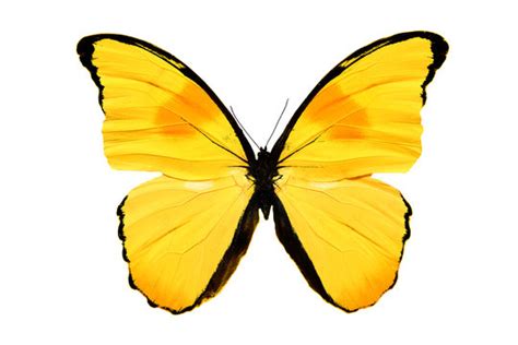 97 Yellow Butterfly Wallpaper Hd Picture Myweb