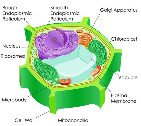 What Are Plastids With Pictures