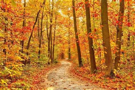 Pathway In The Autumn Forest Forest And Trees Nature Categories