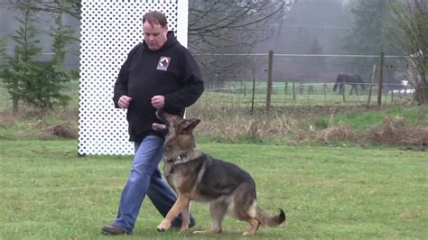 Our german shepherd dog puppies are carefully selected and are bred by. Trained sable German Shepherd For Sale - YouTube