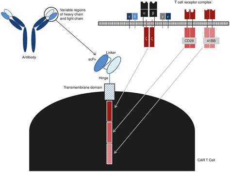 Building Blocks Of Chimeric Antigen Receptor Car T Cell The Single