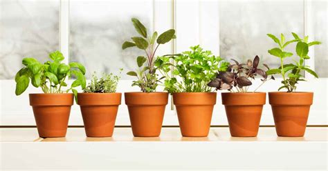 How To Grow Container Herbs Both Indoors And Outside