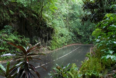 Fern Gully Eco Tour From Montego Bay Jamaica Get Away Travels