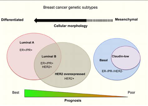 A Summary Of Human Breast Cancer Subtypes Download Scientific Diagram