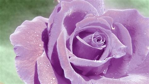 The Types Of Blue Rose Flowers Garden Guides