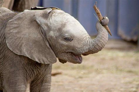 Baby Elephant Born At Howletts Wild Animal Park In Bekesbourne Near