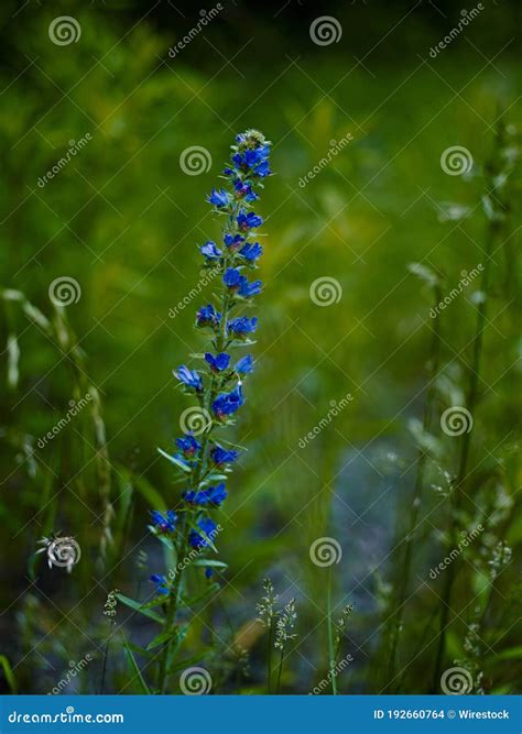 Wild Blue Flower In A Garden Stock Photo Image Of Color Season