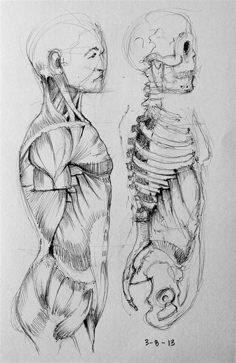 Drawings anatomy art digital art tutorial male torso drawing sketches character design anatomy poses character design references art reference poses. Triplet 3D