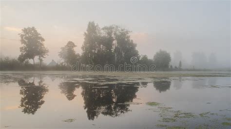 Dense Fog At Sunrise On Pond Trees Reflecting In Water Stock Photo