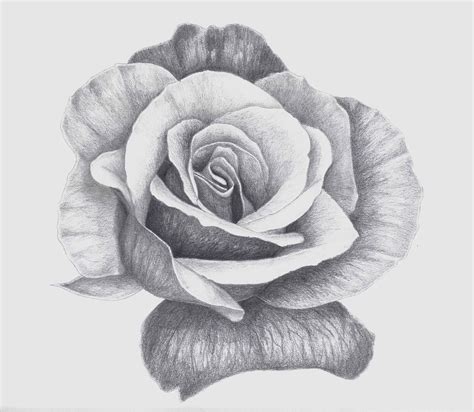 Roses Drawing In Pencil Want To Draw A Rose Sketch Using A Pencil You