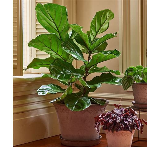 Fiddle leaf figs are a member of a mulberry family. Fiddle-Leaf Fig | Plants, Inside plants, Ficus lyrata